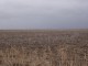 sunflower stubble